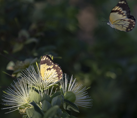 butterfly